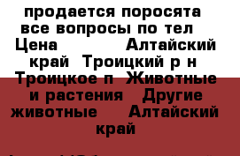 продается поросята  все вопросы по тел  › Цена ­ 3 000 - Алтайский край, Троицкий р-н, Троицкое п. Животные и растения » Другие животные   . Алтайский край